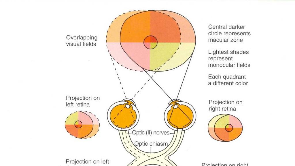 Figur 1 Synsystemet med vartdera ögats synfält samt synbanan från avbildning i retina till projektion i hjärnan. Med tillstånd från förlaget (Remington, 2005 s. 233.