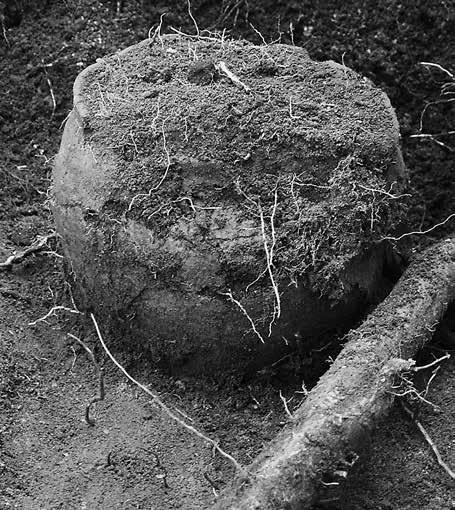 146 Tvärvetenskap länkar bålplats till grav In Situ Figur 5. Grav 2, gravgömma/mörkfärgning. Foto: Bengt Nordqvist. Figur 3. Grav 1, gravurna med ben. Foto: Marianne Lönn.