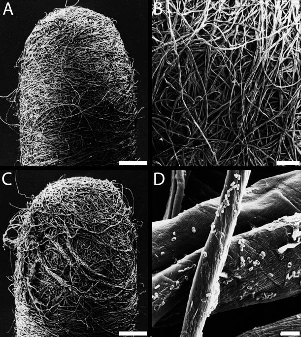 Scanning electron micrograph of the cotton swab.