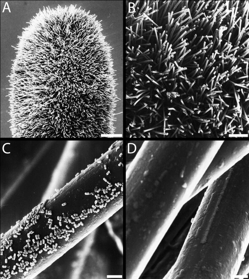 Scanning electron micrograph of the nylon-flocked swab.