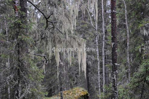 Bild 7. Äldre hänglavsrik skog kännetecknas av en påtagligt stor mängd hänglavar och äldre träd. Foto: Ola Kårén. Naturvärden - Rikligt inslag av hänglavar som sätter en prägel på skogen.