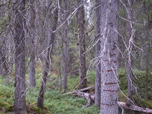 Bild 9. Naturskogsrester barrskog präglas av orördhet och lång skoglig kontinuitet. Foto: Jan Bengtsson. Naturvärden - Rikligt inslag av äldre träd eller senvuxna träd.