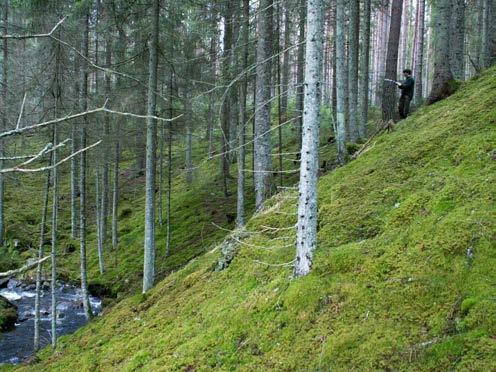 sedan efter en brant lutning nå ner till botten, där en mer eller mindre smalt, ofta fuktigt område finns ofta delat av en bäck.