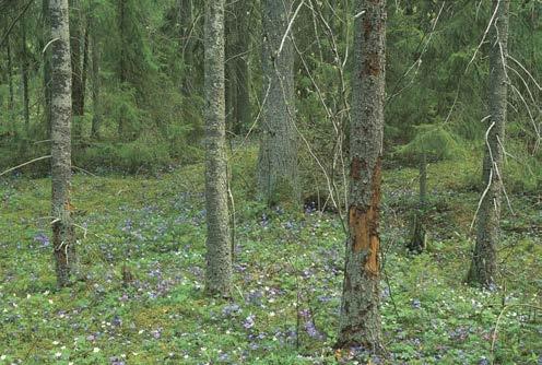 Bild 14. Örtrika bestånd på kalkrika marker förekommer främst inom regioner med kalkrik berggrund.