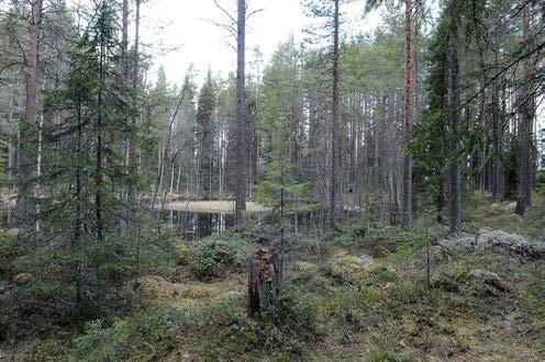 Bild 19. Kärren och småvattnen kännetecknas av att det rör sig om en miljö som präglas av vattensamling en stor del av året.