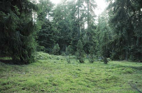 Igenvuxna hagmarker och lövängar - En mångfald växt- och djurarter. - Tydligt inslag av äldre, grova träd som tidigare varit frivuxna. - Död ved i olika former och nedbrytningsstadier.