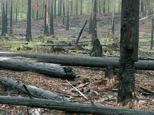 Bild 25. Utmärkande för det yngre brandfältet är stående och liggande trädstammar samt svedd mark. Foto: Jan Bengtsson. Naturvärden - Rikligt inslag av branddödade träd och lågor.