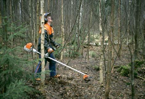 Bild 41. Där kantzonens funktioner kan utvecklas finns stora möjligheter att göra det i samband med röjning. Foto: Skogsstyrelsens arkiv. Bild 42.