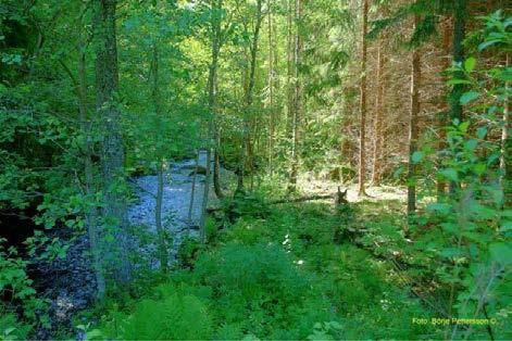 I samband med kommande gallring planerar markägaren att utvidga den lövdominerade zonen till cirka 10-15 meter genom att ytterligare gran gallras bort helt.