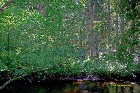 Bild 45. Hårt gallrad bäcknära zon där klibbal planterats efter gallringen. Bilden är tagen cirka 8 år efter åtgärd. Foto: Börje Pettersson.