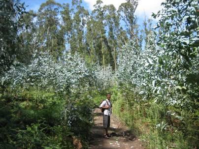 Promenaden började med en timma i eucalyptusskog på