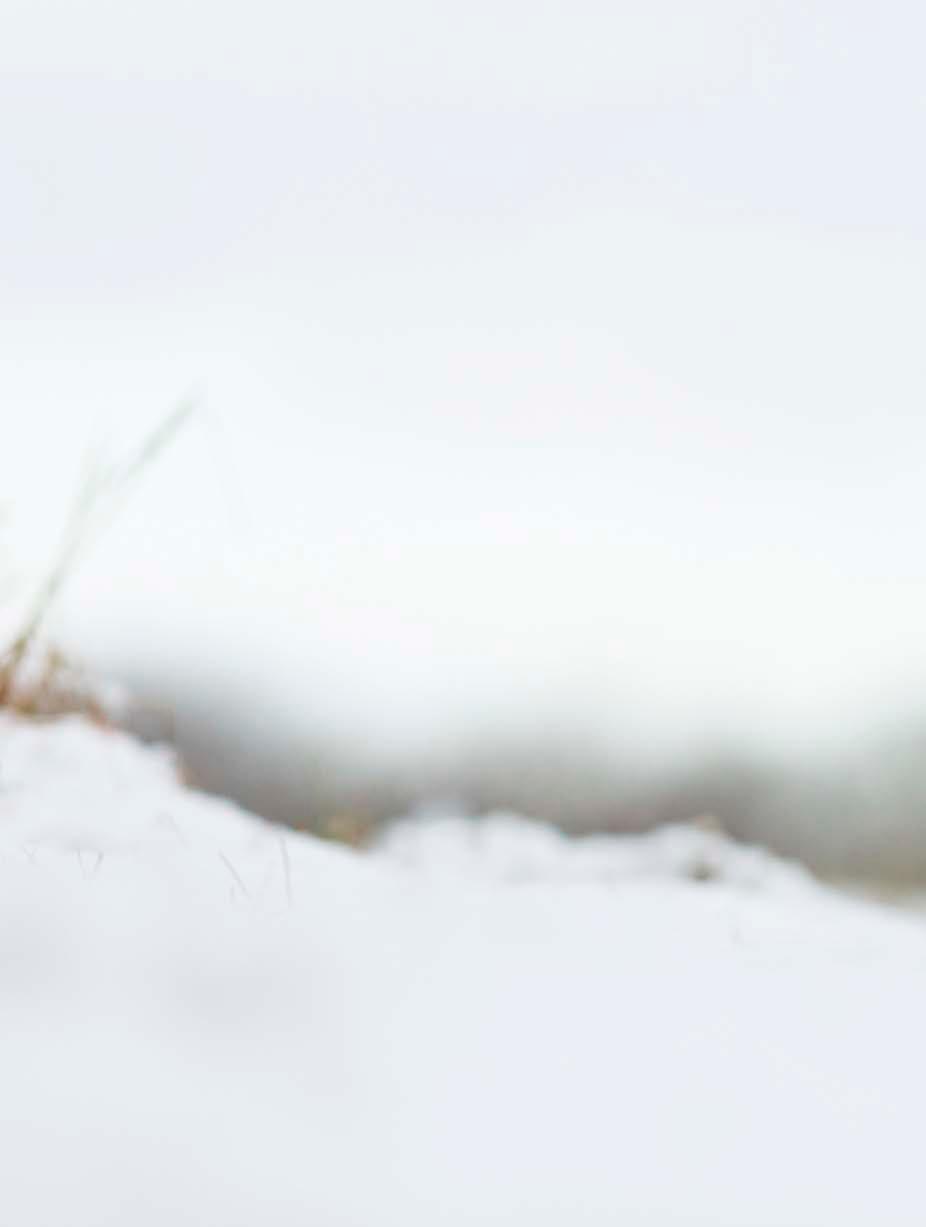 VÄXANDE SKOG GER ÖKAD BEFOLKNING För att säkra tillväxten och behålla den biologiska mångfalden har vi på Holmen tagit fram ett