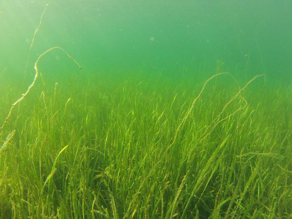 Naturtypkartläggning i Åbyfjorden Sammanställning av befintliga underlag från äldre inventeringar (lövskog, ängs o hagmarker, nyckelbiotoper, arter