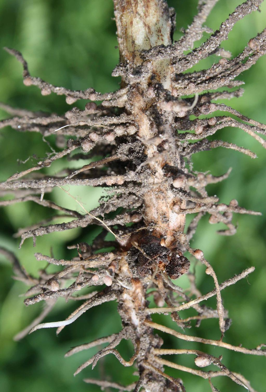 Lupin, bovete och honungsört har speciellt god förmåga att ta upp fosfor. Mykorrhizabildande arter kan medverka till ett bättre utnyttjande av hårt bunden fosfor i marken.