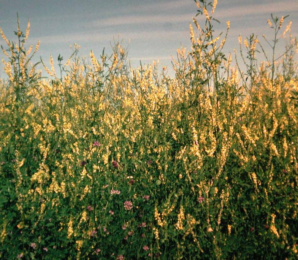 Två- och fleråriga gröngödslingsarter Sötväppling Sötväppling är en mycket bra strukturförbättrare då den bildar en kraftig djupgående pålrot som förgrenar sig med sidorötter.