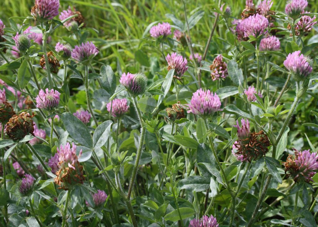 Första året blir plantorna knappt 1 meter höga. Under sin andra växtsäsong kan plantorna bli upp till 2 meter höga och kan då hinna utveckla moget frö. Du bör så sötväppling när jorden blivit varm.