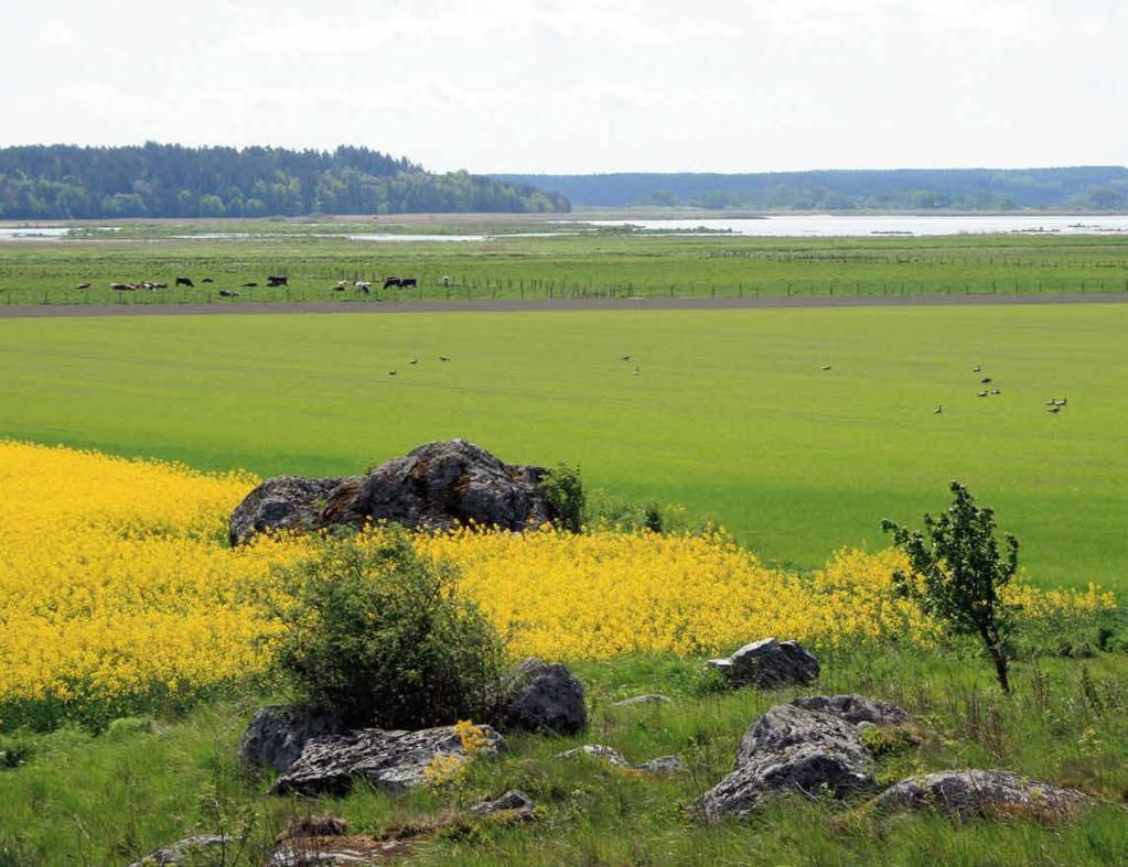 Hållbara skolmåltider HÅLLBAR Maten påverkar miljön bland annat genom utsläpp av växthusgaser, övergödning, utfiskning och användning av växtskyddsmedel.