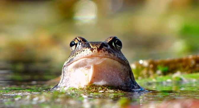 Flygfoto över våtmarken Asköviken-Tidö naturreservat Foto: Lennart Hyse Groda som tar ett dopp på Djäkneberget Foto: Zsombor Károlyi Mälarskärgården Groddjuren vid Djäkneberget Varje vår, när isarna