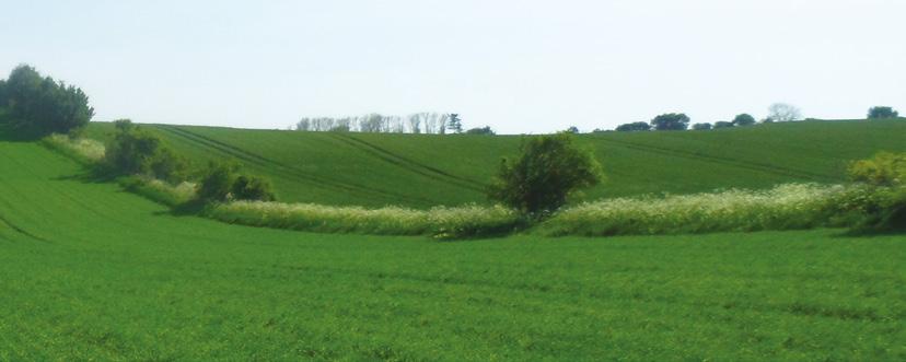 Rekommendationer för Ariane S Rekommendationer för Ariane S Ogräs 2,0 l/ha 2,5 l/ha Ogräs 2,0 l/ha 2,5 l/ha Baldersbrå Veronika 70-90% Blåklint Vicker 70-90% Brännässla Våtarv Brunskära Åkerbinda