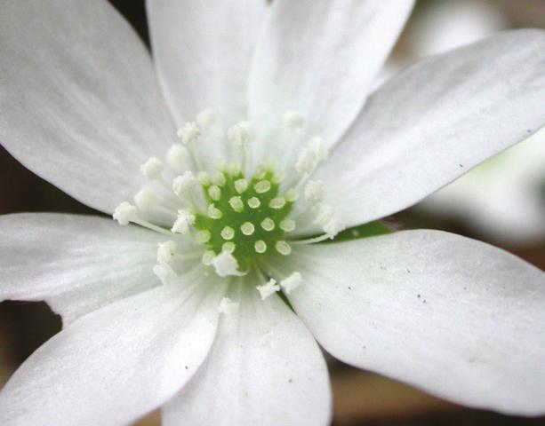 Detta avsnitt är tänkt att ge inspiration till att iaktta och fundera över urval och evolution med utgångspunkt i de blomväxter som finns i närmiljön.