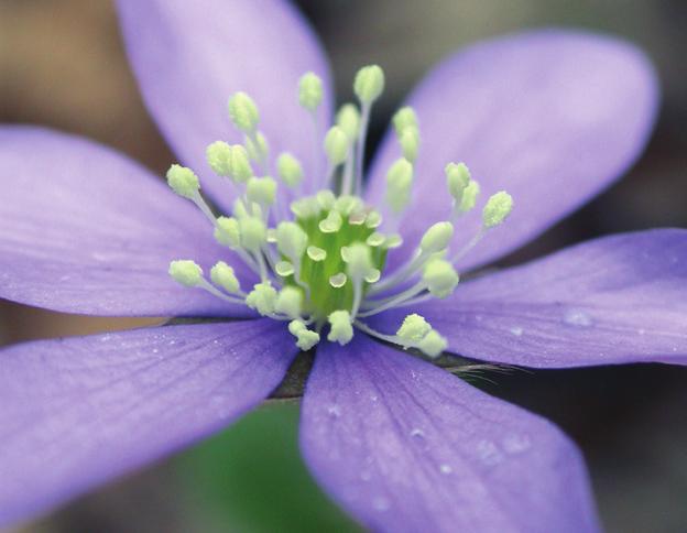 Gulsporre har en liknande uppbyggnad men en mer komplicerad form där kronbladen innesluter ståndare och pistill så att endast stora insekter (humlor) är starka nog att komma åt nektar inne i blomman.