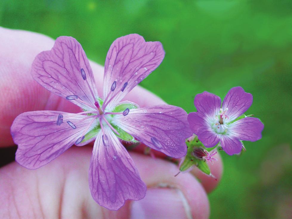 så att självbefruktning undviks. Sök efter blommor där ståndare och pistill inte är mogna samtidigt! Hos midsommarblomster (skogsnäva) är de flesta blommor hermafroditer.