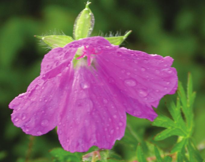 Det finns inga hanar hos midsommarblomster, bara hermafroditerna kan sprida pollen. Midsommarblomster finns över hela Sverige och blommar på försommaren.