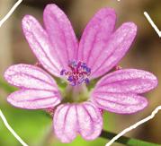 Midsommarblomster och blodnäva har blommor som är betydligt större än andra arter inom släktet Geranium. Blommorna hos teveronika är större än hos flera andra veronikor.