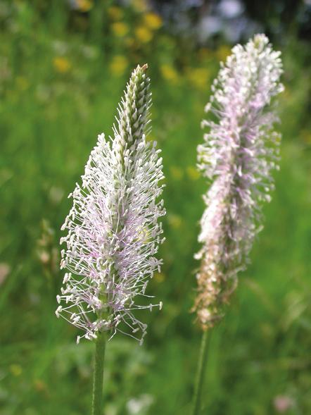 I dagens svenska floror hittar man familjerna lejon gapsväxter och grobladsväxter. Ett utmärkande drag hos många lejon gapsväxter är de vackra blommorna.