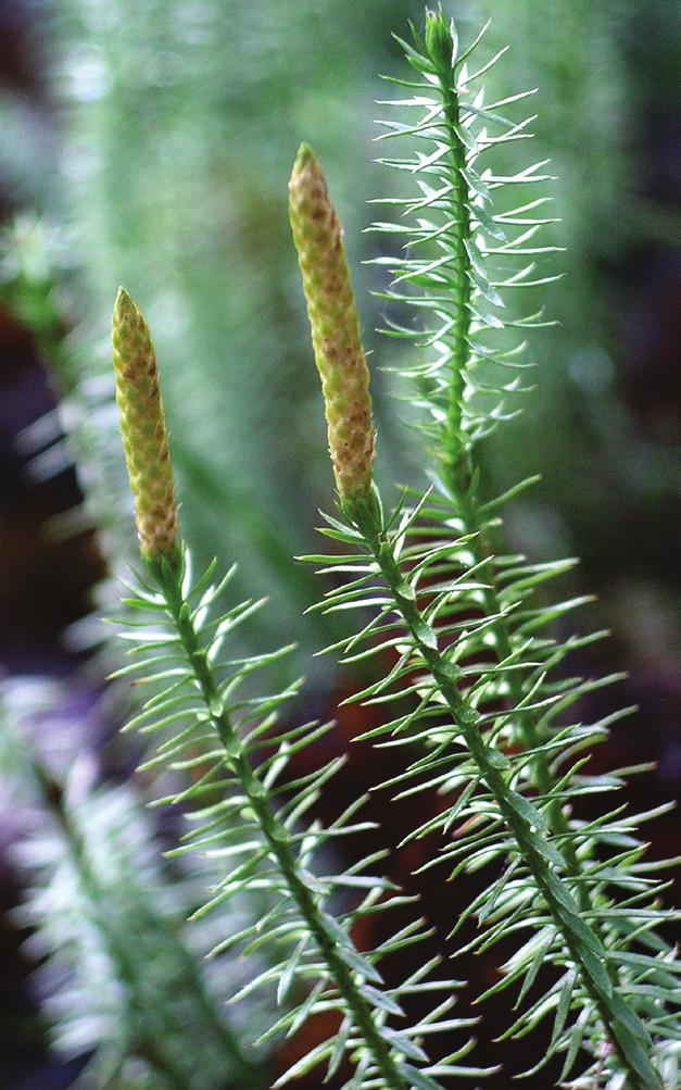 Revlummer Ginko biloba - ett levande fossil. Släktet fanns redan för 200 miljoner år sedan. Skavfräken Kärlväxterna delas in i tre grupper: lummerväxter, ormbunksväxter och fröväxter.