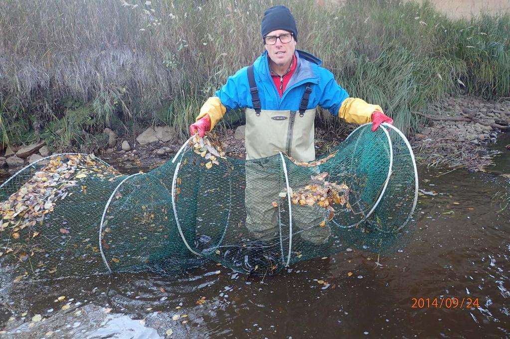 öring Foto: Länsstyrelsen. Figur 9. Sammanlagt 18 kg lake gick in i ryssjan i Kålabodaån vid E4:an.