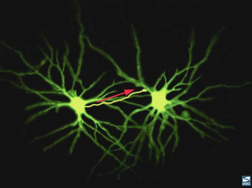 1 Inledning 2 Vem där? Neuropsykologiska aspekter och långtidspåverkan efter komplexa och enstaka traumatiska skeenden.