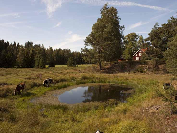 6 Inventering av större vattensalamander Triturus cristatus i Kalmar län 2009 Luvön, Vissefjärda.