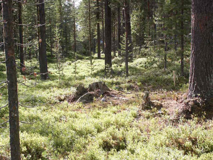 1 Optimized Silviculture Mats Hagner 2017-02-07 From a financial perspective, tall trees will hamper the growth of smaller trees.