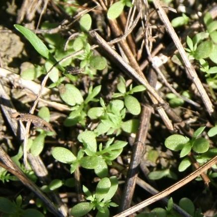 Vårbesprutningar i kummin som skall skördas Villkor för att lyckas: 1. Tidig besprutning Små ogräs, t.ex. svinmålla Jorden vårfuktig Bara liten bladyta på kummin Bl.a. Goltix-effekten då OK 2.