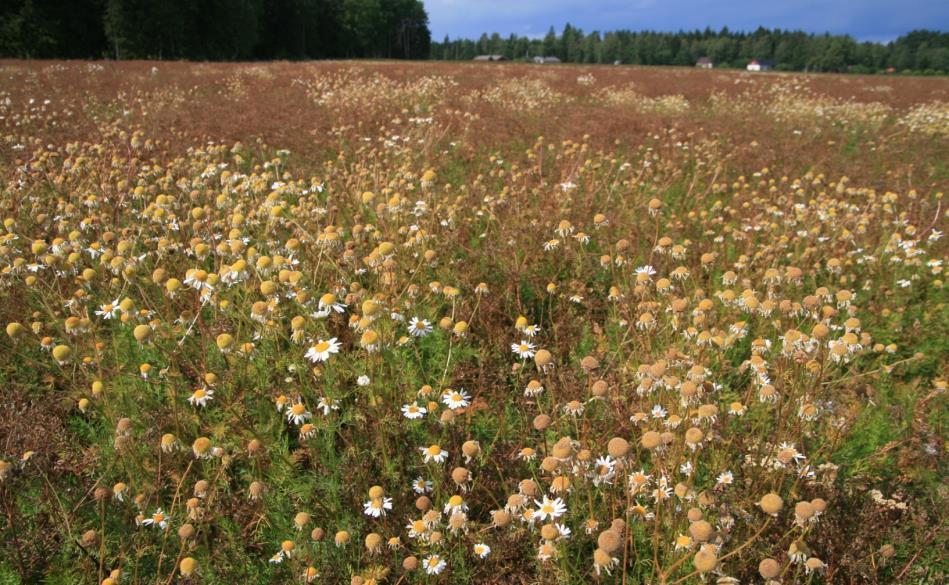 Baldersbrå trivs i kummin och är svårbekämpad Gror huvudsakligen på höstensensommaren och övervintrar som små plantor Kumminets växtsätt och -rytm gynnar baldersbrå Ogräsfröna försämrar