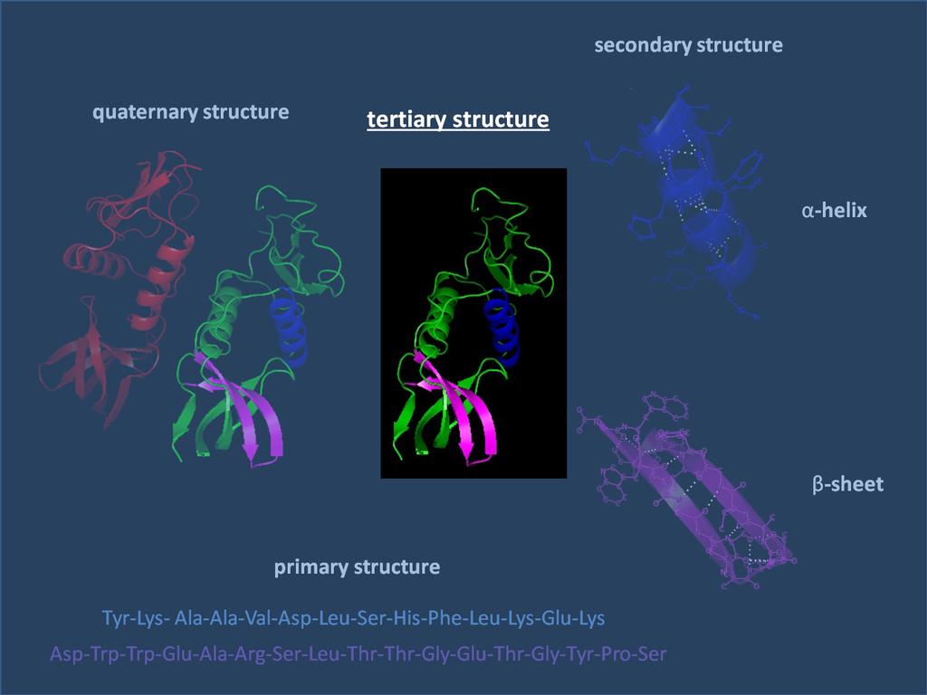 Tertiärstruktur ü TerJärstrukturen beskriver den 3- dimensionella struktur som uppkommer när olika sekundärstrukturer binder 0ll varandra.