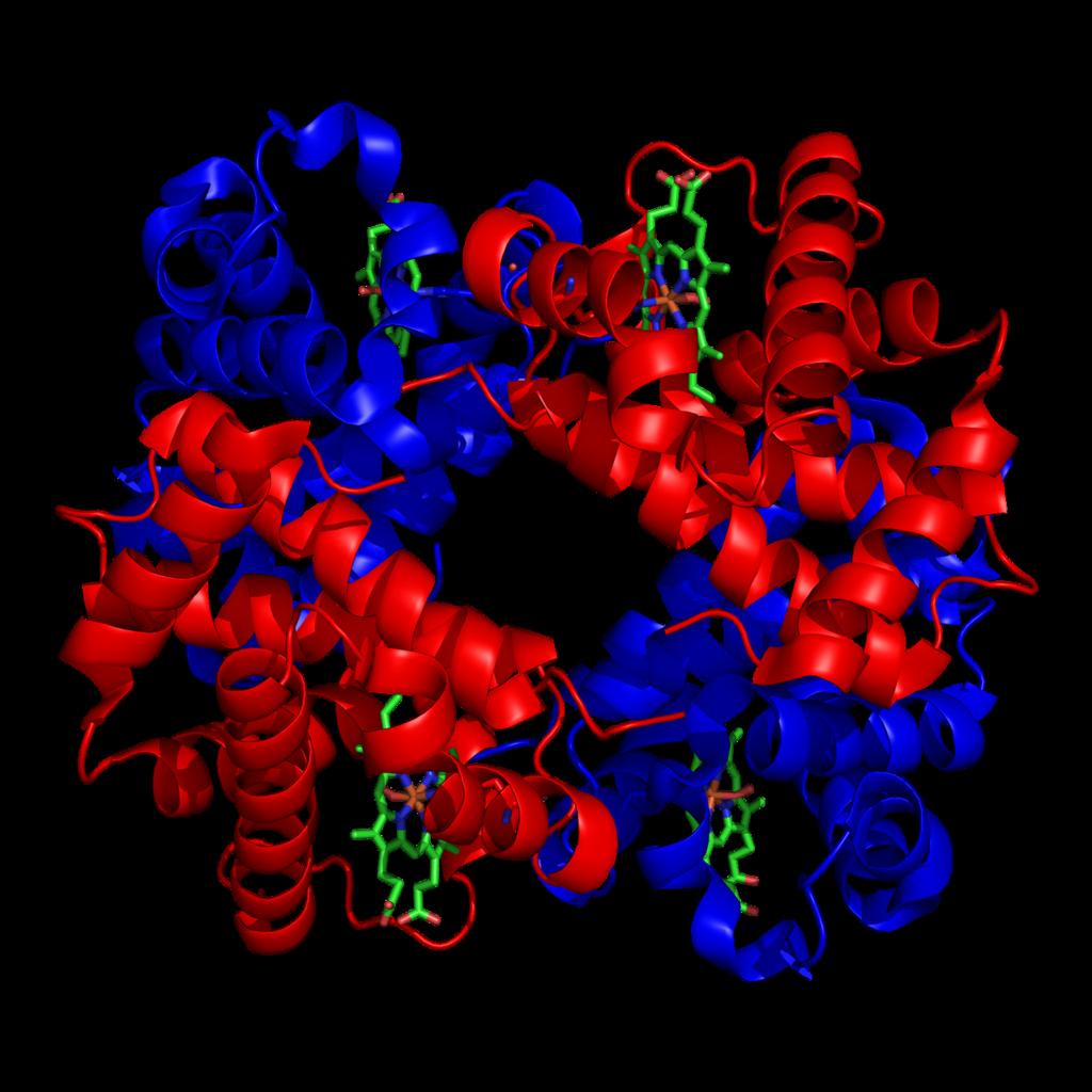 Kvartärstrukturen hos hemoglobin ü Hemoglobin består av 4 subenheter: I hemoglobin ﬁnns det 2 olika typer av kedjor, 2 alfakedjor och 2 betakedjor.