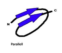 2 olika typer av betaflak (betaplattor) ü Parallella betaflak: I parallella betaflak är de båda delarna av polypep0dkedjan riktade åt samma håll.