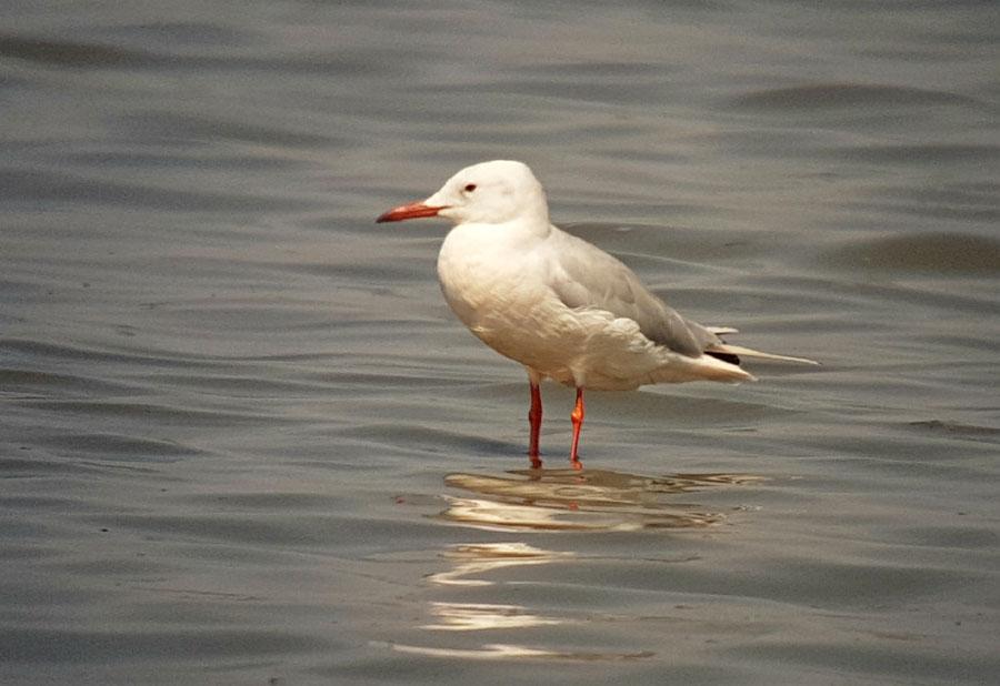 57 Myrspov Limosa lapponica lapponica 25 Laguna de Tarelo 8.9 58 Småspov Numenius phaeopus 1 Isla de Las Palomas 11.9 59 Storspov Numenius arquata 5 Laguna de Tarelo 8.