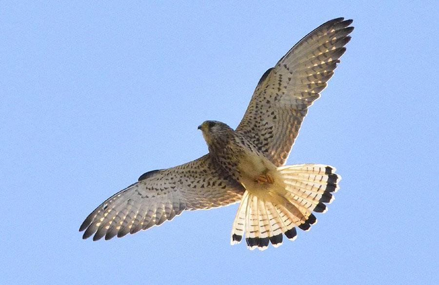 9 94 Iberisk gröngöling Picus sharpei 1 hörd Sierra de la Plata 7.9 95 Rödfalk Falco naumanni 7 längs vägen 8.9, 10 Tarifa 9.9, 15 La Janda 9.9, 2 Cazella Observatorio 12.9 och 4 längs vägen 12.