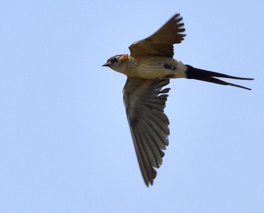 Rostgumpsvala med sina typiska svarta strumpbyxor. Foto: Tommy Berglund 129 Koltrast Turdus merula Upp till 2 La Codorniz 9-12.9. Observerad 7 dagar totalt 130 Grå flugsnappare Muscicapa striata 1 Desembocadura del Guadalhorce, Malaga 6.