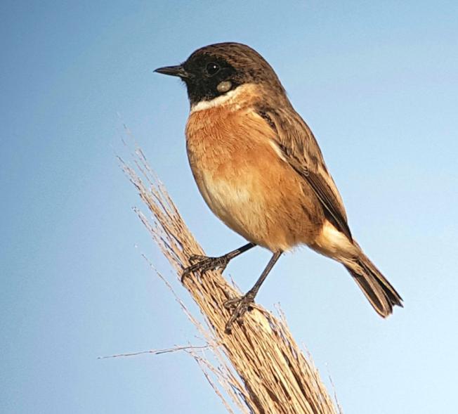 9 132 Svartvit flugsnappare Ficedula hypoleuca 5 Laguna de Tarelo 8.9 och 5 Barbate 12.9 133 Svart rödstjärt Phoenicurus ochruros gibraltariensis 1 Sierra Utrera, Casares 13.