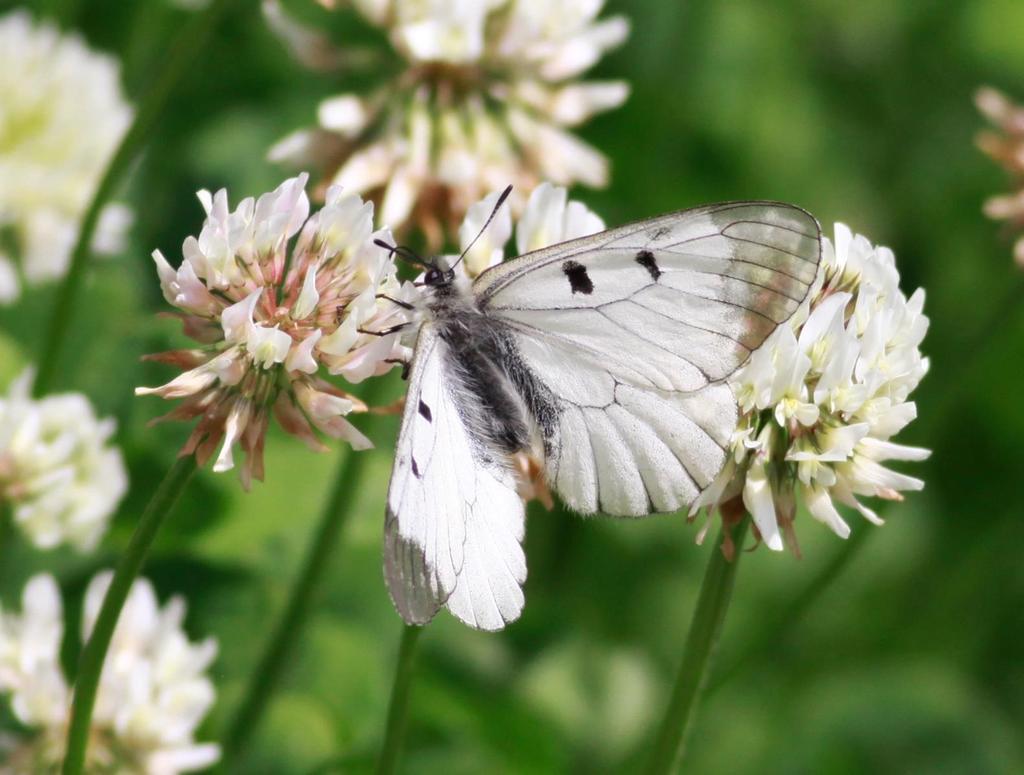 Fakta 2017:14 Miljöövervakning av mnemosynefjäril (Parnassius mnemosyne) Norrtälje kommun, Stockholms län Foto: Arvid Löf Publiceringsdatum 2017-11-21 Kontaktpersoner Mats Gothnier Enheten för