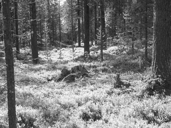 Lyckade exempel på kontinuitetsskogsbruk finns i närheten Foto 3. Mullholm vid Uddjaur, 3 mil NV om Storön. Foto 2003 av Mats Hagner. Markförhållanden och bonitet är likartad den på Storön.