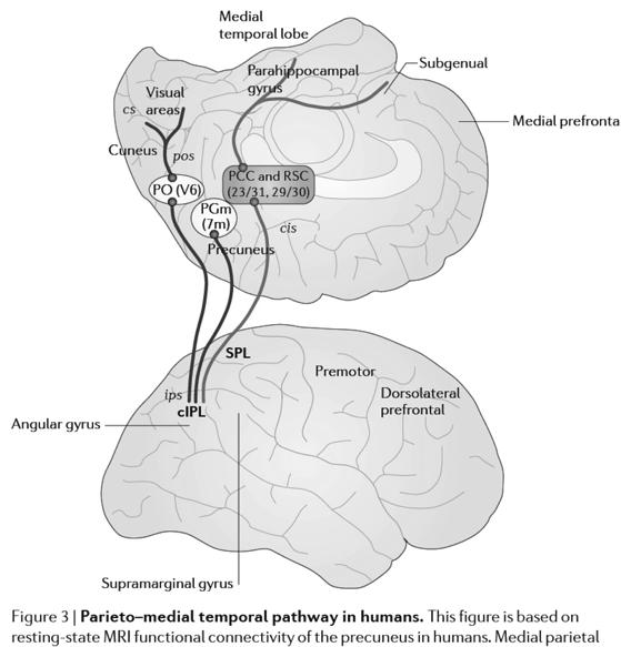 Allocentric Insidan av Parietalloben & Parahippocampal place area Hos råtta/hamster (head direction cells) (grid cells) (place cells) Kontakter med insidan av occipitallob och temporallob Kravitz et