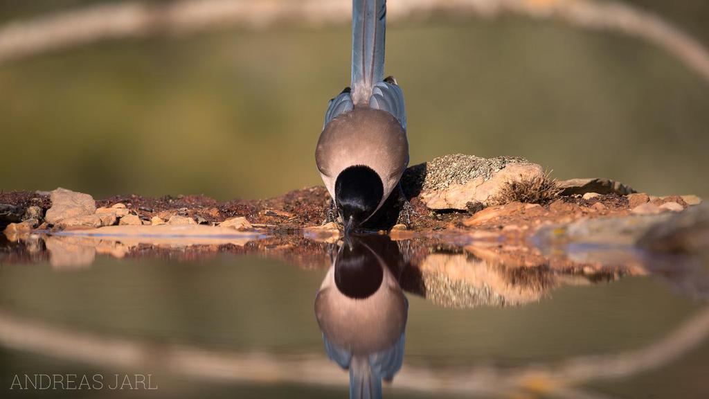 Blåskata. Foto: Andreas Jarl Artlista fåglar Nedan summeras kortfattat de arter vi såg och fotograferade under våra dagar i Spanien.