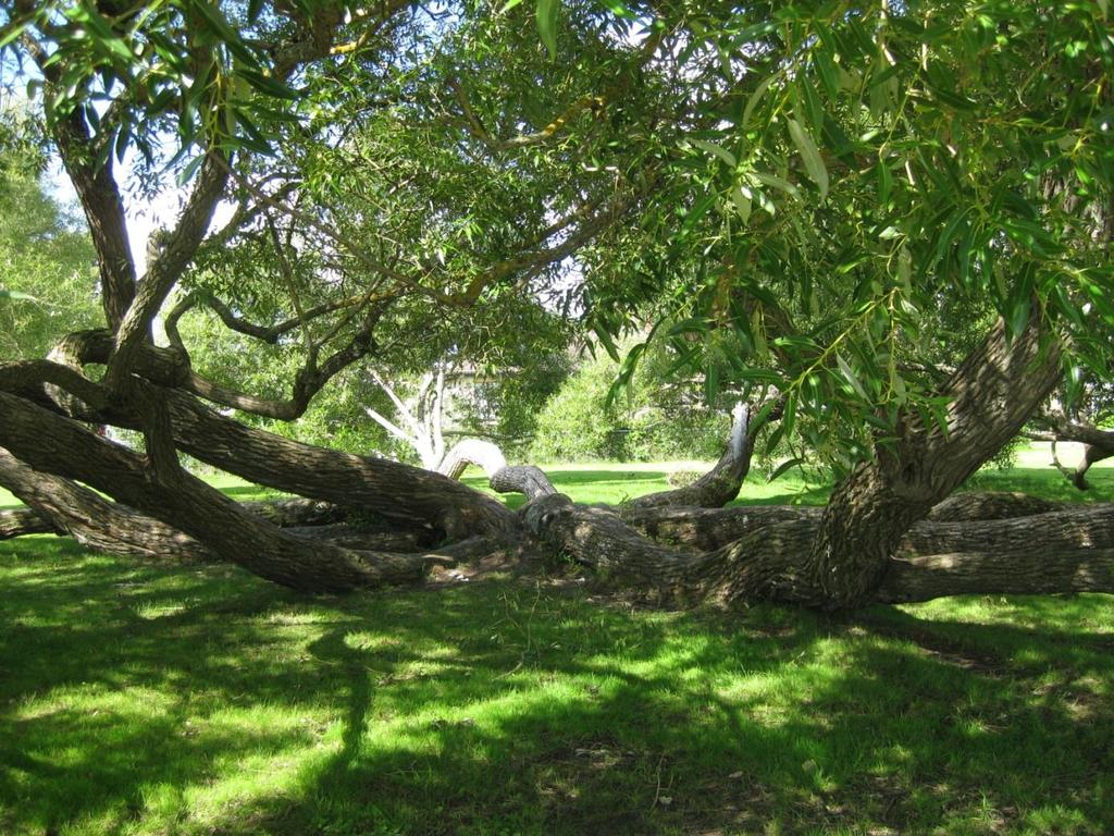 Bild 4 Det välkända "klätterträdet" i Strandparken är ett besöksmål i sig självt.