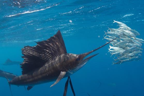 Snorkla med segelfisk - en rik2g adrenalinkick Mellan månaderna december Pll februari har du möjlighet ao snorkla Pllsammans med segelfisk i Mexiko.