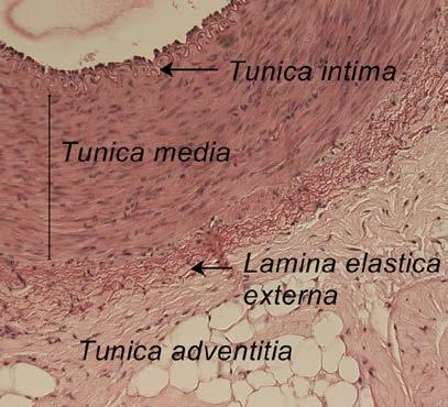 Olika kärltyper och dess uppbyggnad Alla blodkärl består av tre vävnadslager (Mescher, 2010) (se figur 3 och 4); Tunica intima är lagret närmast lumen.